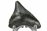 Juvenile Megalodon Tooth - South Carolina #172113-1